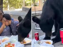 पिकनिक का वीडियो देखकर आप भी हैरान रह जाएंगे जब एक मां अपने बच्चों के साथ खाना खा रही थी तभी अचानक एक भालू आ गया और खाना खाने लगा
