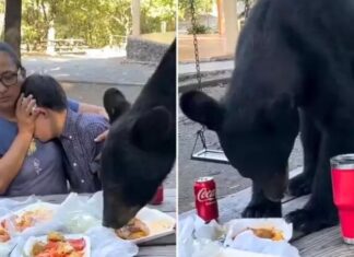 पिकनिक का वीडियो देखकर आप भी हैरान रह जाएंगे जब एक मां अपने बच्चों के साथ खाना खा रही थी तभी अचानक एक भालू आ गया और खाना खाने लगा