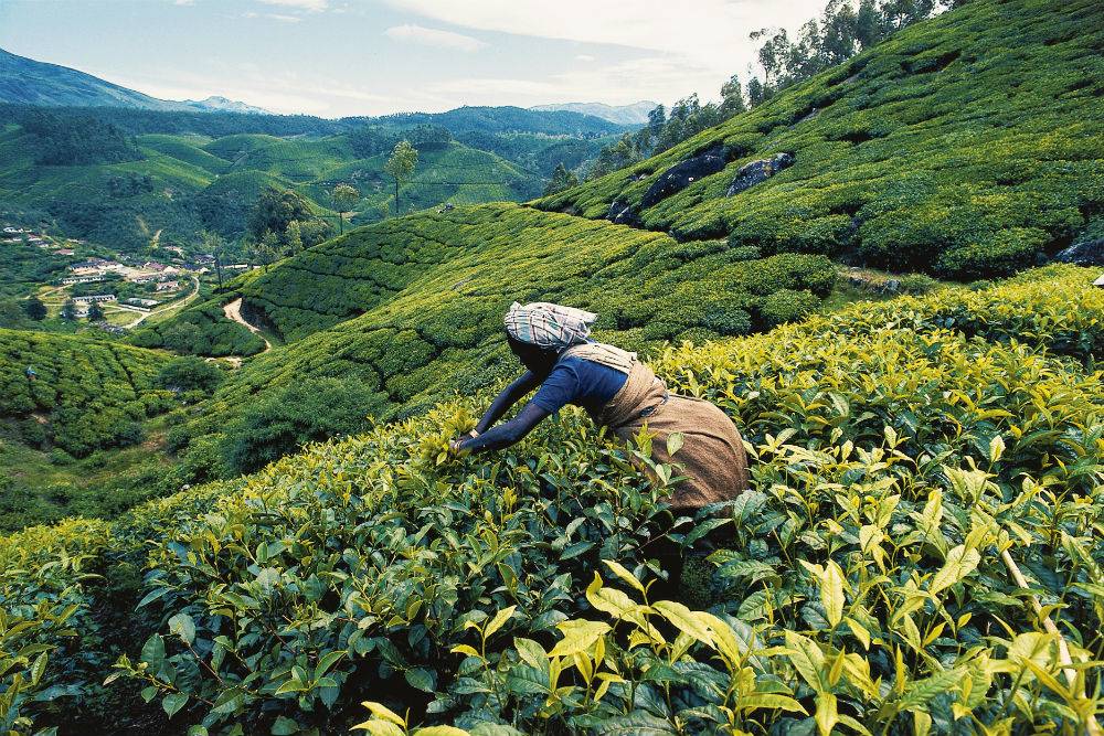 Munnar, Places to visit in india in july