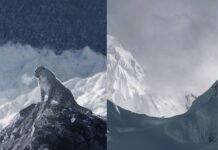 Wildlife photographer treks 165 km in Nepal to capture stunning images of a snow leopard, Best Pictures ever